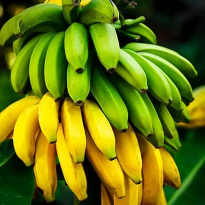 Dwarf Cavendish Banana Plant Live for Planting, Banana Trees Live Plants for Outdoor Indoor Planting, Cold Hardy, 4-7" in Tall, No Pot, Musa Plant