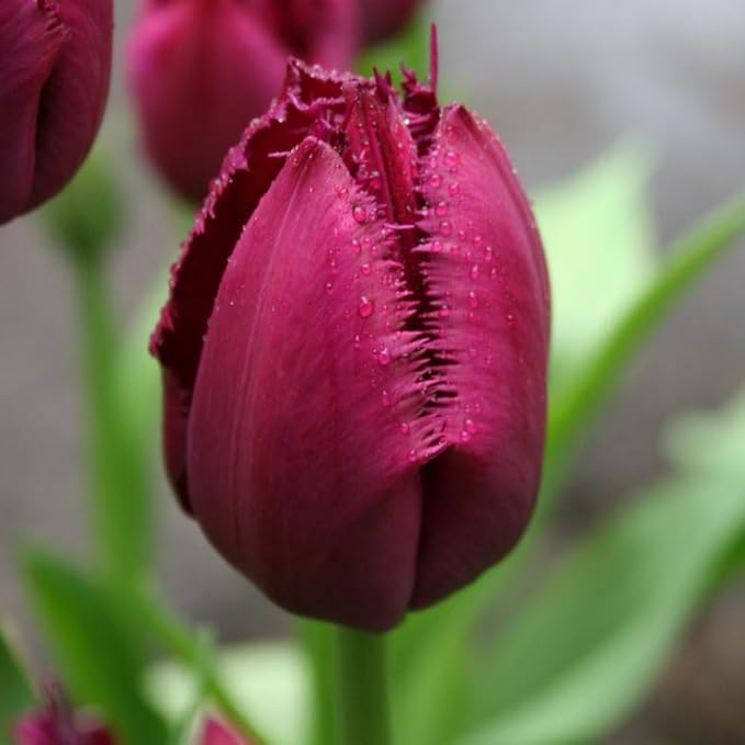 Curly Sue Fringed Tulip Flower Bulbs - 10 Bulbs per Pack - Good as Cut Flowers - Easy to Grow Live Plants - Outdoor Garden