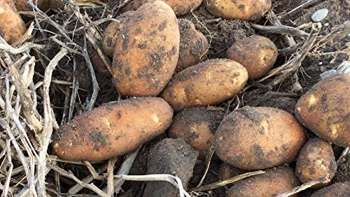 Simply Seed™ - Russet Burbanks - Naturally Grown Seed Potatoes - 5 LBS - Ready for Fall Planting !
