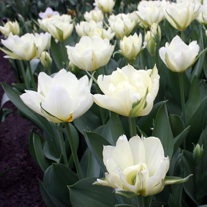 Exotic Emperor Tulip Flower Bulbs - 10 Bulbs per Pack - Deer Resistant - Good as Cut Flowers - Grows Well in Containers - Perennializing