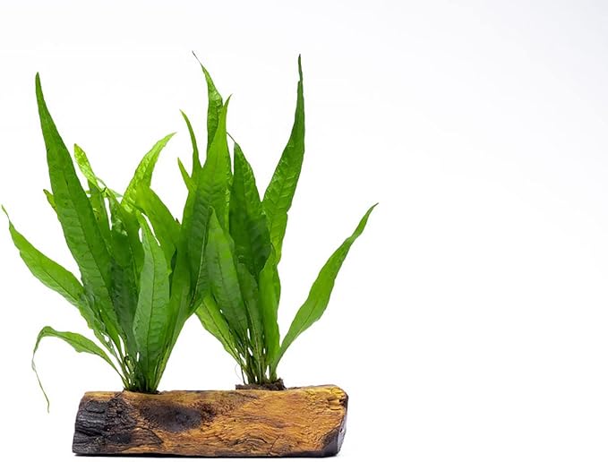 SubstrateSource Live Aquarium Plants on Driftwood, Lava Rock, Moss Mat - Freshwater Fish Tank Plants (Java Fern, Driftwood (Medium))