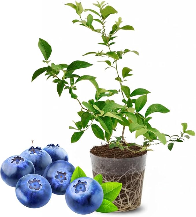 Top Hat Blueberry Plant Live for Planting, 4-8 Inch Tall Starter Plant, Hardy Blueberry Bush for Garden or Patio