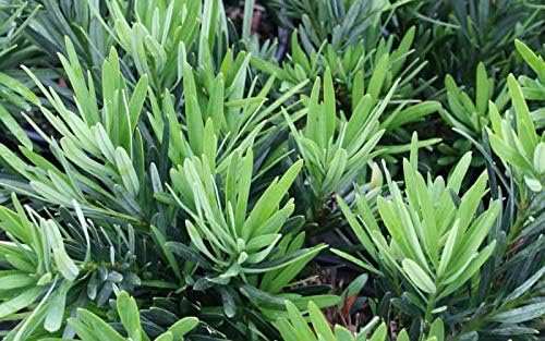 Dwarf Podocarpus Macrophyllus Pringles - 40 Live Plants - Dense Evergreen Low Hedge or Bonsai