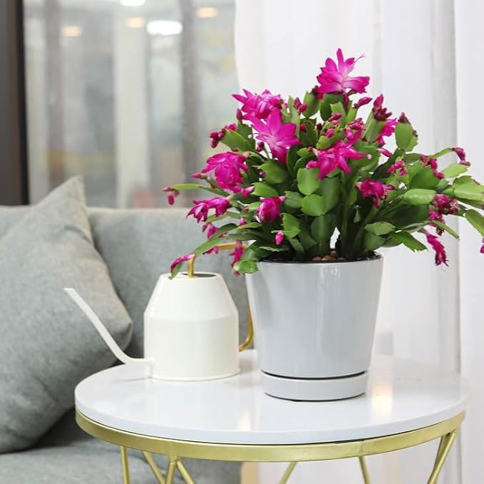 Christmas Cactus Thanksgiving Cactus (4 inch + Plastic Pot) - Red/Pink/White Zygocactus - Holiday Decorating with Cacti and Succulents - Christmas Gift Ideas 2025