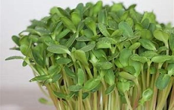 Sunflower Sprouting Seed Non GMO - 15 oz - Country Creek Acre Brand - Sunflower Seed for Sprouts, Garden Planting, Cooking, Soup, Emergency Food Storage, Gardening, Juicing, Cover Crop