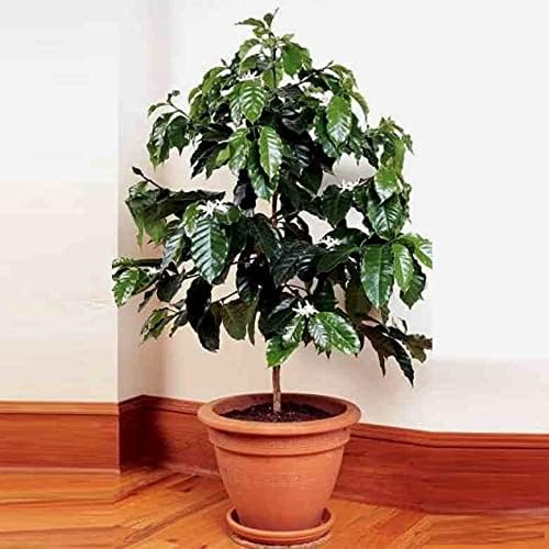 5+ Seeds Arabian Coffee Tree (Mountain Plant) - Tree Dwarf