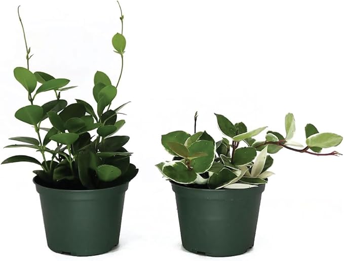 American Plant Exchange Assorted Hoya Plants – 6-Inch Pots, Pack of 2 – Live Flowering Wax Plants, Easy Care Vines for Home, Patio, or Indoor Garden Decor