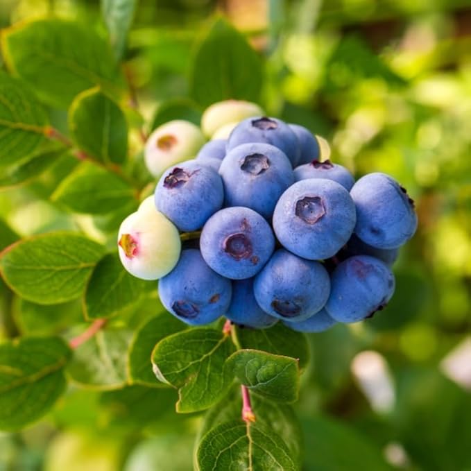 Springhigh Blueberry Plant Live for Planting, 4-8 Inch Tall Starter Plant, Hardy Blueberry Bush for Garden or Patio