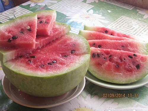 Seeds Watermelon Snow White Giant Heirloom Vegetable for Planting Non GMO