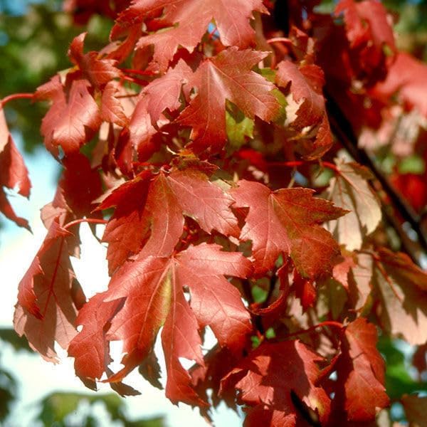 Autumn Blaze Maple Tree, Fast Growing Shade Tree with Fall Color, 1 Gallon Nursery Pot | Arbor Day Foundation (Due to Agricultural Laws, Unavailable to CA or AZ)