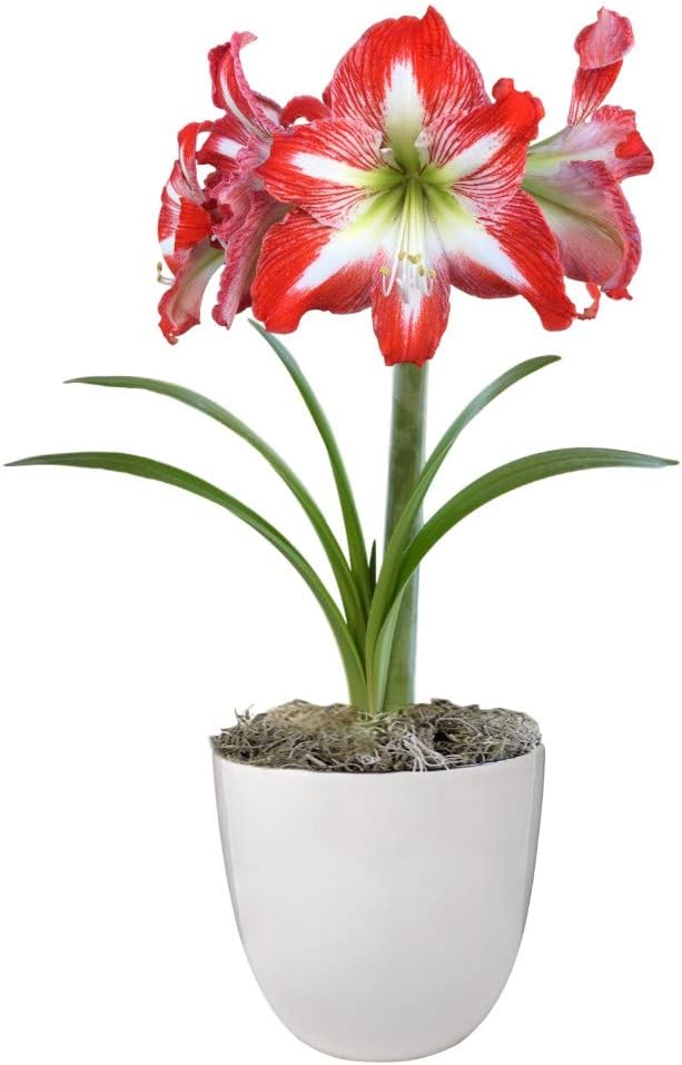 Easy to Grow Amaryllis 'Minerva' Pre-Planted Bulb Indoor Gift Kit in a White Pot - Red & White Flowering Blooms in 4 to 8 Weeks
