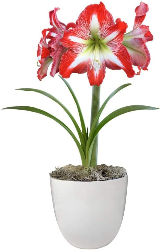 Easy to Grow Amaryllis 'Minerva' Pre-Planted Bulb Indoor Gift Kit in a White Pot - Red & White Flowering Blooms in 4 to 8 Weeks