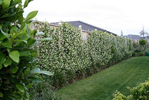 Jasmine Confederate | 10 Live Plants | Trachelospermum Jasminoides | Fragrant Easy to Grow Vine Showy Blooms