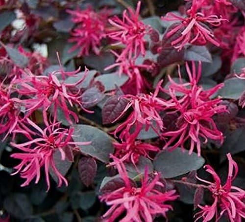 Plum Delight Loropetalum - Live Plant - (2.5 QT)