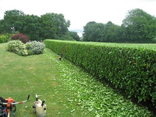 Viburnum Suspensum - 40 Live Plants - Evergreen Privacy Hedge