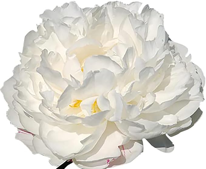Gardenia Double White Peony Bulbs - One of The Finest and Strongest White Peonies, 3-5 Eyes, Live Peony Plants for Planting Outdoors, Perfect Peony Flowers Plant