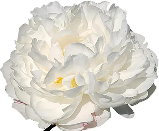 Gardenia Double White Peony Bulbs - One of The Finest and Strongest White Peonies, 3-5 Eyes, Live Peony Plants for Planting Outdoors, Perfect Peony Flowers Plant