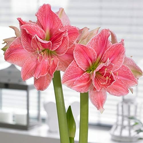 Easy to Grow Amaryllis Sweet Nymph 1 Plant Bulb - Double Pink Flowers Indoor Winter Holiday or Outdoor Spring Blooms