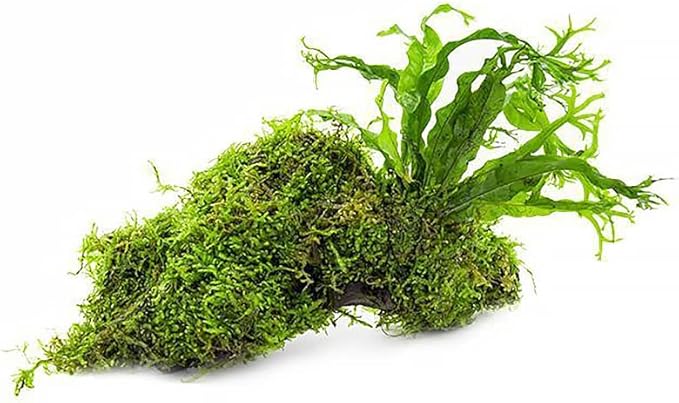 SubstrateSource Live Aquarium Plants on Driftwood, Lava Rock, Moss, Fiber Mat - Freshwater Fish Tanks - Easy, Beginner Friendly (Java Fern Windelov with Moss, Driftwood (Medium))