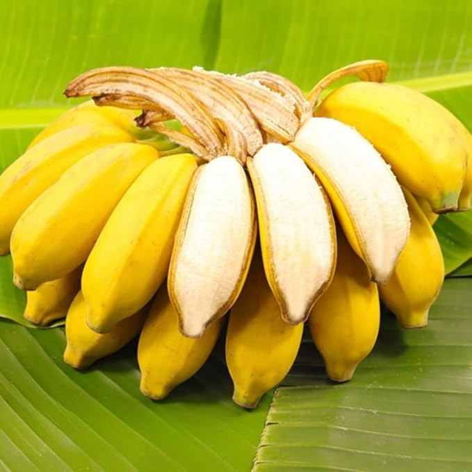 Namwah Banana Plant Live for Planting, Banana Trees Live Plants for Outdoor Indoor Planting, Cold Hardy, 4-7" in Tall, No Pot, Musa Plant
