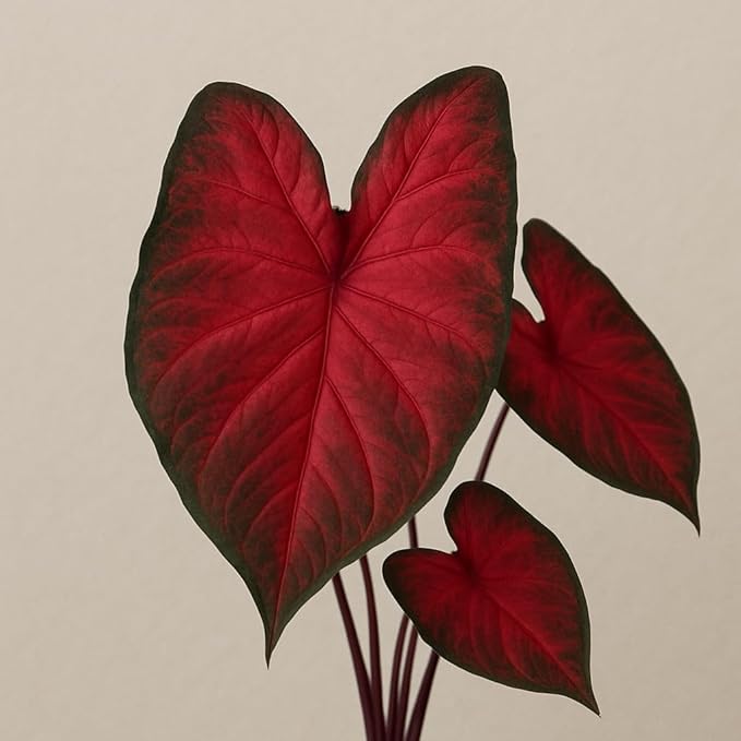 Rumbling Red Caladium Bulbs, Fancy Color, Spring Planting, Perennial Hosta (10 Bulbs)