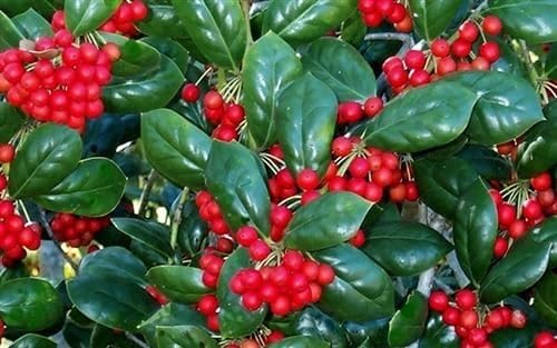 Burfordi Holly | 1 Extra Large 3 Gallon Plant | Ilex Cornuta | Fast Growing Evergreen Shrubs, Privacy Hedge Plants, Dark Green Foliage, Low Maintenance Landscaping, Ideal for Hedges and Borders