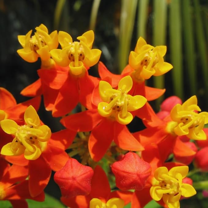 2 Red Butterfly Milkweed Plants Live, Live Milkweed Plants, Asclepias Tuberosa Plant for Gardening, 5 to 7 Inc Tall