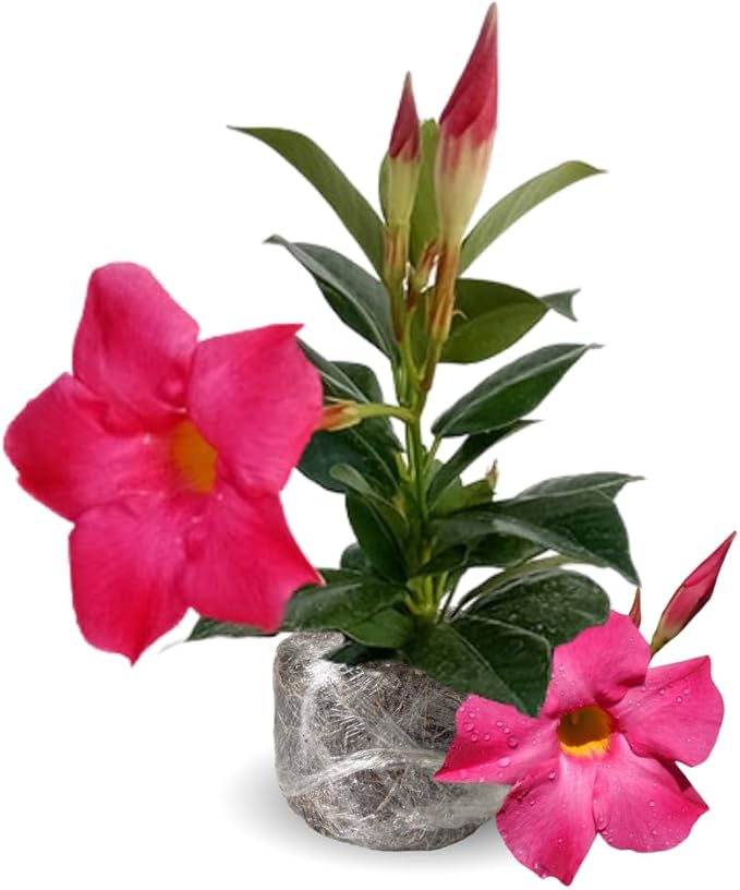 Pink Mandevilla Live Plants Vine, Set 2 Plants, Live Mandevilla Flower Plants Gardening, Mandevilla Vine Plant Growing