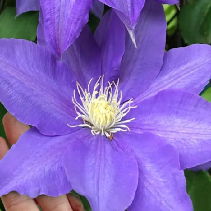 Blue Purple Clematis Vine Plants Live in Pot, 8 Months Old Seedlings Climbing Flowering, Outdoor Trellis Fences, Cold Hardy