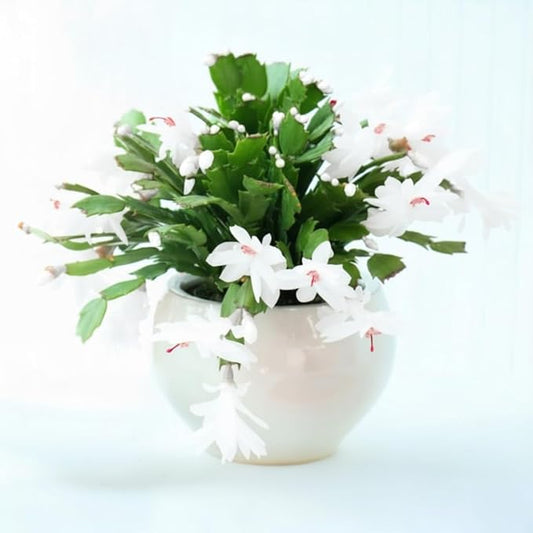 Thanksgiving Cactus Live Plant in 4" Pot, Holiday Christmas Cactus Plants Live, Winter Bloom, Indoor Planting, Ready to Blooms (White)