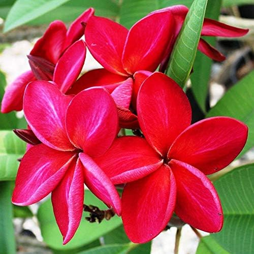 Frangipani Red Plumeria Plant Hawaii Cuttings 2 Pack lo987 Discount Hawaiian Gifts