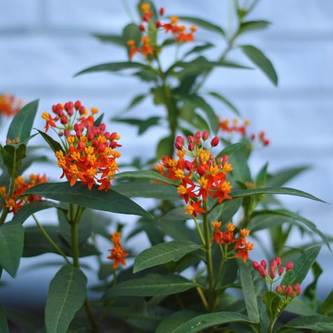 2 Red Butterfly Milkweed Plants Live, Live Milkweed Plants, Asclepias Tuberosa Plant for Gardening, 5 to 7 Inc Tall