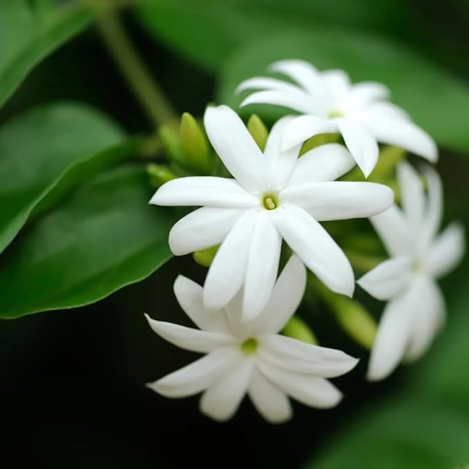 Jasmine Plant, Fragrant Jasmine Flower Vine 4-8 Inches Well Rooted for Container, Hanging Basket Growing (White)