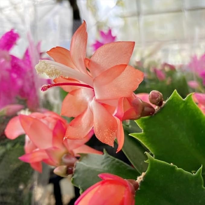 2 Orange Christmas Cactus Plants Live, 4 to 7 Inch Tall Colorful Christmas Cactus, Holiday Flower Houseplant, Indoor Outdoors Easy Care Plants for Home Garden