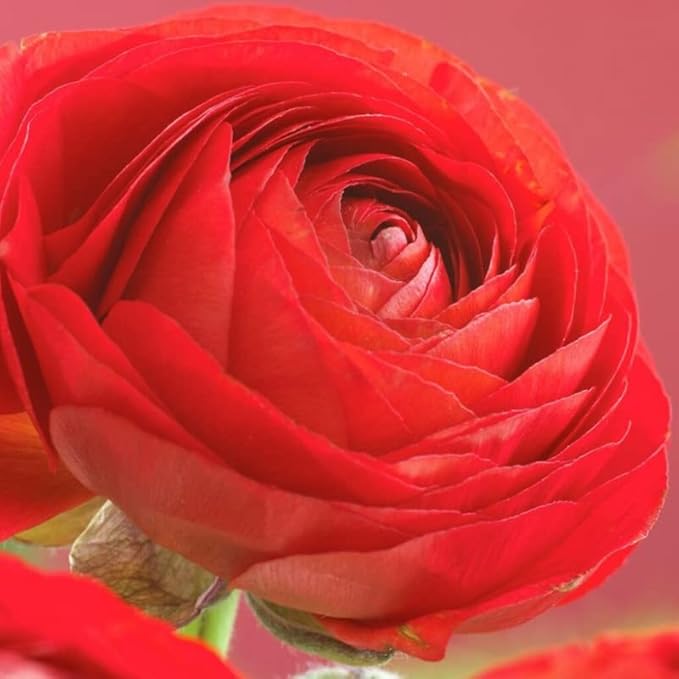 Ranunculus Bulbs for Planting, 25 Red Ranunculus Bulbs for Fall Planting, French Peony Ranunculus Corms Bulk Ranunculus Flowers Buttercups, Butterfly Ranunculus Bulbs to Grow