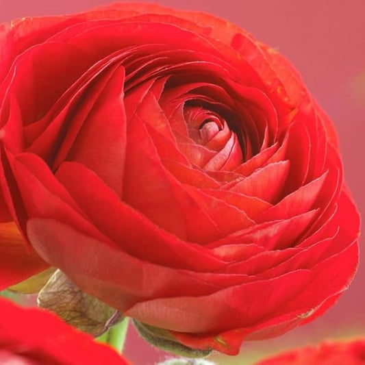 Ranunculus Bulbs for Planting, 25 Red Ranunculus Bulbs for Fall Planting, French Peony Ranunculus Corms Bulk Ranunculus Flowers Buttercups, Butterfly Ranunculus Bulbs to Grow