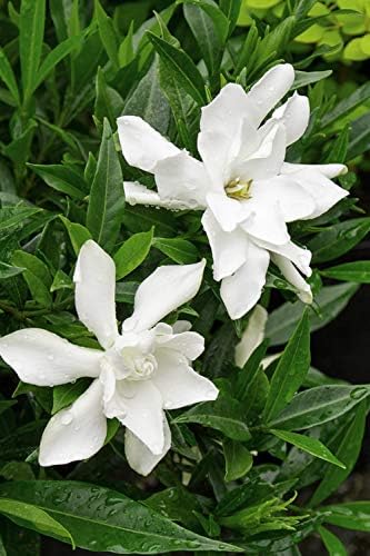 Frost Proof Gardenia - Live Plant - (1 QT)