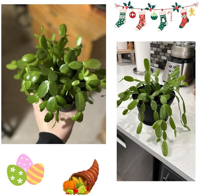 Christmas Cactus Plants Live, Thanksgiving Cactus Easter Cactus Like, 4-8 Inc Tall, Cold Hardy, Holiday Cactus for Indoor Outdoor Planting, Starter Size (Orange)
