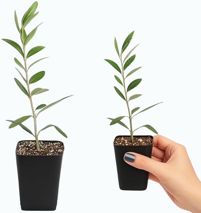 MYSHELFIE Dwarf Olive Tree Starter Plant, 2 Inch Pot, Indoor Outdoor Bonsai (1)