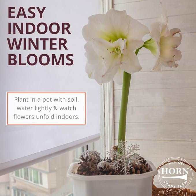 Ice Pink Amaryllis Bulb by Horn Canna Farm | Large Indoor Flower Bulb for Winter Growing | Bright Hot Pink Blooms