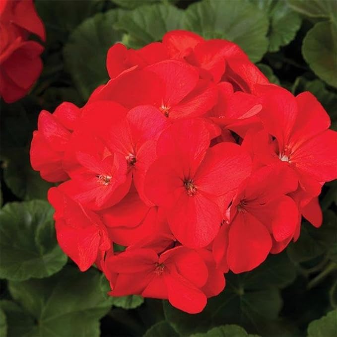 Maverick Series Geranium Red ~50 Seeds – Pelargonium x hortorum – Non-GMO, Annual – Compact 12-18" Plants – 4-6" Blooms – for Containers, Borders & Flower Beds – 91-105 Days