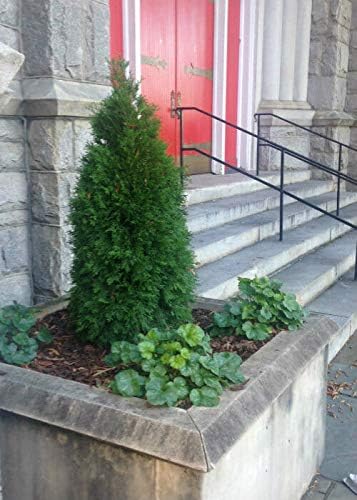 Emerald Green Arborvitea ( Thuja ) - Live Plant - Quart Pot
