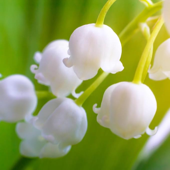 10 Large Lily of The Valley Roots for Planting, Perennial Sweet Fragrant White Flower, Zones 2 to 9, Cold Hardy