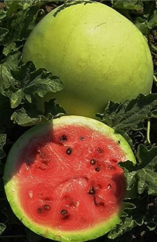 Seeds Watermelon Snow White Giant Heirloom Vegetable for Planting Non GMO