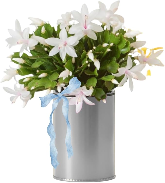 Thanksgiving Cactus Plants Live in 4" Pot, Holiday Christmas Cactus, Colorful Indoor Houseplant, Zygocactus Like, Ready to Bloom (White)