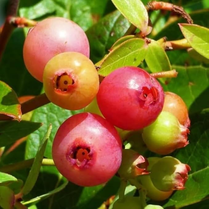 Pink Lemonade Blueberry Plant Live for Planting, 4-8 Inch Tall Starter Plant, Hardy Blueberry Bush for Garden or Patio