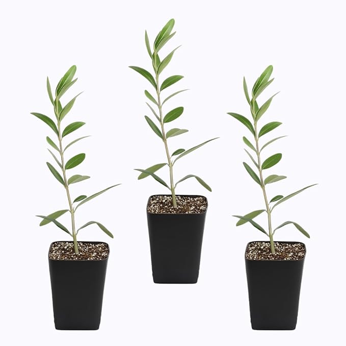 MYSHELFIE Dwarf Olive Tree Starter Plant, 2 Inch Pot, Indoor Outdoor Bonsai (3)