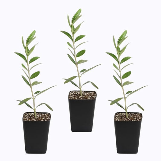 MYSHELFIE Dwarf Olive Tree Starter Plant, 2 Inch Pot, Indoor Outdoor Bonsai (3)