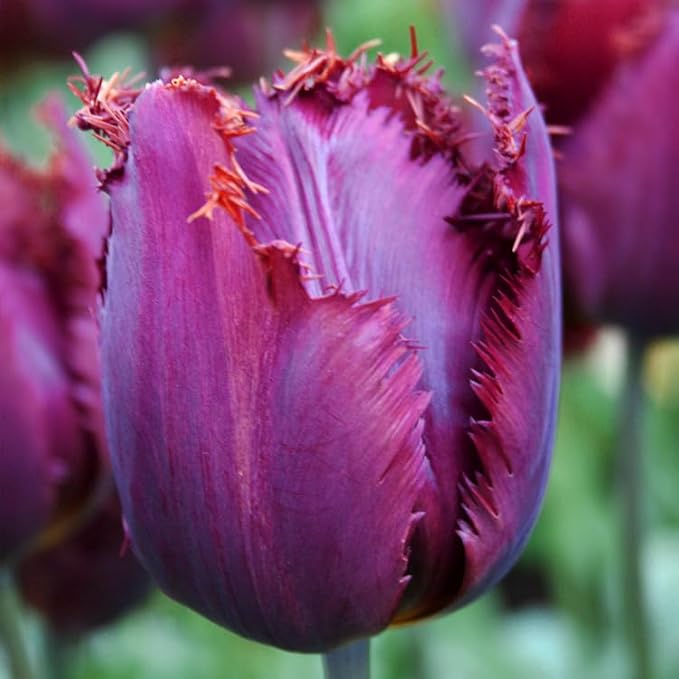 Curly Sue Fringed Tulip Flower Bulbs - 10 Bulbs per Pack - Good as Cut Flowers - Easy to Grow Live Plants - Outdoor Garden