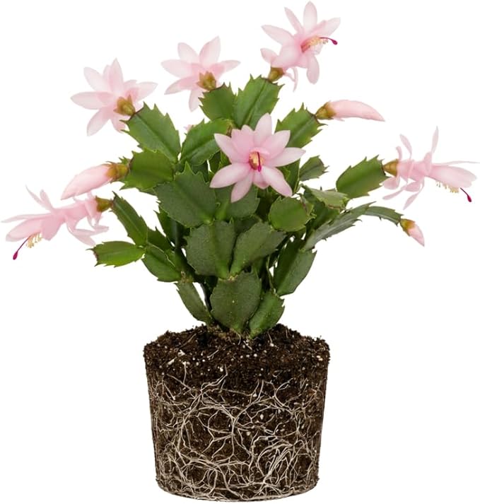 Pink Christmas Cactus Plants Live, Size 3-6" Christmas Cactus Plant, Colorful Holiday Houseplant Flowering Succulent Live Plants for Planting, Well Rooted, No Pot
